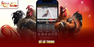 Đá gà Thomo