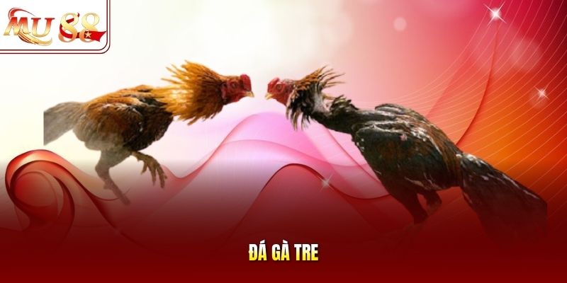 Đá gà tre